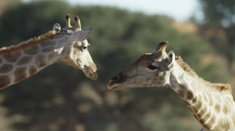 6K R3D - Giraffe - head against tree, second giraffe arrives. Africa nature 4K Stock Footage 54726836