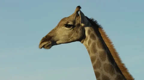 6K R3D - Giraffe - head against sky, close shot 2. Africa graceful nature 4K uhd Stock Footage 54762782