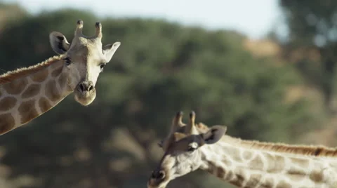6K R3D - Giraffe - head rising up. Africa graceful tall mammal nature 4K ultrahd Stock Footage 54725020