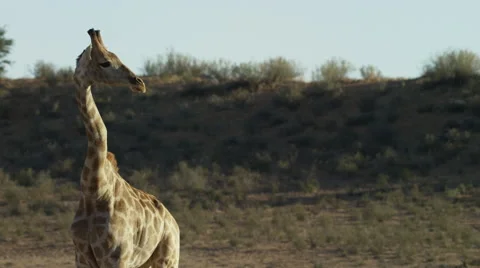 6K R3D - Giraffe - standing, looking to right of frame. Africa beautiful 4K uhd Stock Footage 54768462