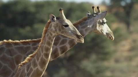 6K R3D - Giraffe - young in front of adult. African animal baby young family 4K Stock Footage 54737078