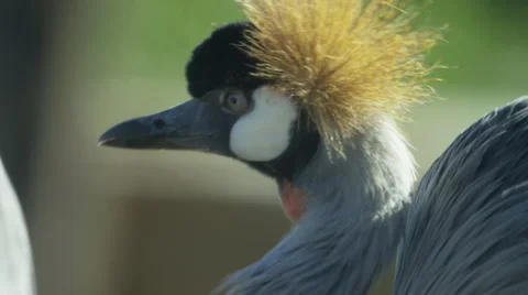 6K R3D - Grey Crowned Crane - preening then raises head. Africa bird large 4K Stock Footage 54895338