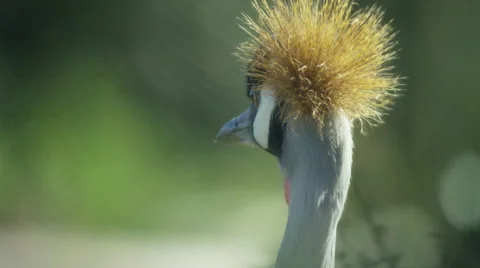 6K R3D - Grey Crowned Crane - close up of head. Africa bird big graceful 4K uhd Stock Footage 54895448