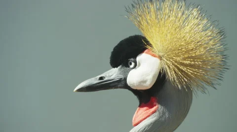 6K R3D - Grey Crowned Crane - close up of head 2. Africa bird beautiful 4K uhd Stock Footage 54895655