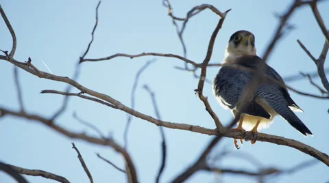 6K R3D - Lanner Falcon - sitting on dead tree, preening. Africa bird fast 4K uhd Stock Footage 54716031