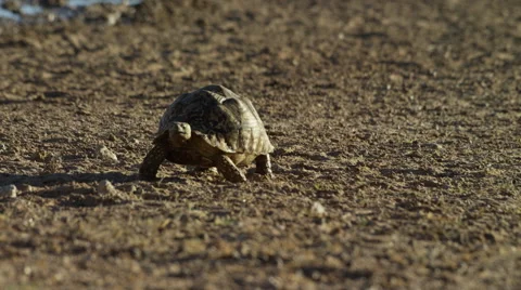 6K R3D - Leopard Tortoise - walking toward camera. Africa reptile nature 4K Stock Footage 54685319