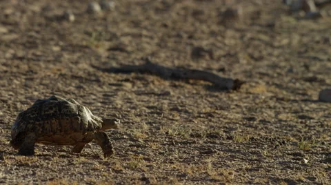 6K R3D - Leopard Tortoise - walking across frame. Africa desert slow reptile 4K Stock Footage 54685477