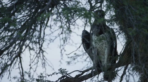 6K R3D - Martial Eagle - sitting on branch. Raptor africa nature bird large 4K Stock Footage 54803801
