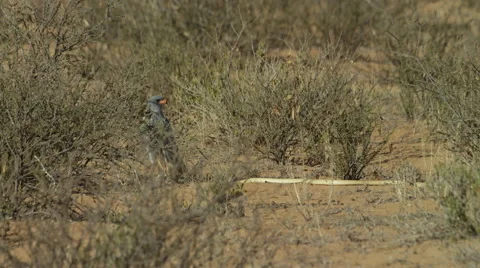 6K R3D - Pale Chanting Goshawk - standing next to Cape Cobra. Bird snake 4K Stock Footage 54785363