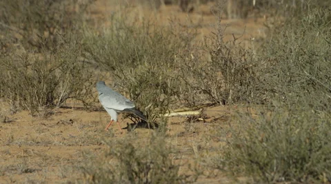 6K R3D - Pale Chanting Goshawk - stalking around Cape Cobra. Fight bird snake Stock Footage 54785666
