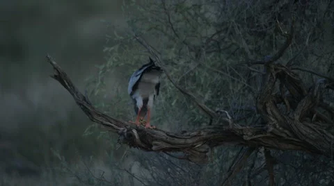 6K R3D - Pale Chanting Goshawk - eating baby Cape Cobra 2. Eagle 4K ultrahd Stock Footage 54803831