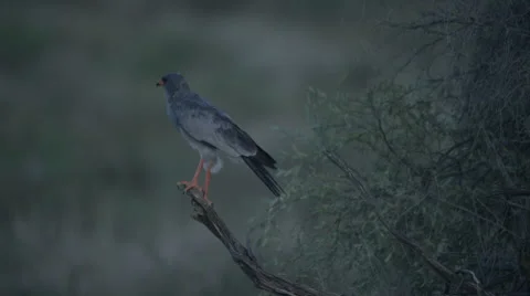 6K R3D - Pale Chanting Goshawk - perched on dead branch. Raptor africa 4K Stock Footage 54803848