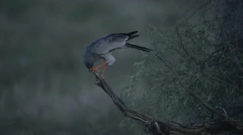 6K R3D - Pale Chanting Goshawk - perched on dead branch, cleaning beak. 4K Stock Footage 54803875