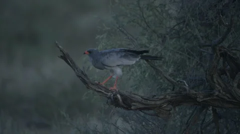 6K R3D - Pale Chanting Goshawk - cleans beak then hops to top of branch. 4K Stock Footage 54803917