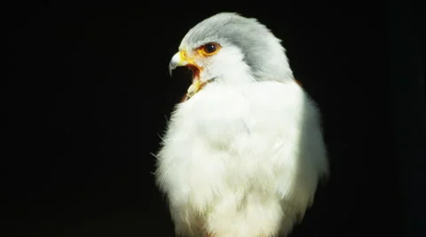 6K R3D - Pygmy Falcon - perched on branch, calling, close shot. Raptor 4K uhd Stock Footage 54896405