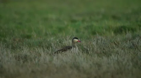 6K R3D - Red-billed Teal - Walking in marsh. Africa wetland african duck 4K Stock Footage 55247604
