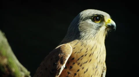 6K R3D - Rock Kestrel - turns away from camera. Raptor bird of prey africa 4K Stock Footage 54895331