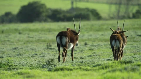 6K R3D - Sable Antelope - herd walking away. Africa animal nature green 4K Stock Footage 54880594