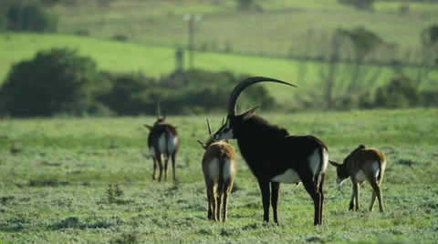 6K R3D - Sable Antelope - herd in green field. Africa antelope group family 4K Stock Footage 54885905