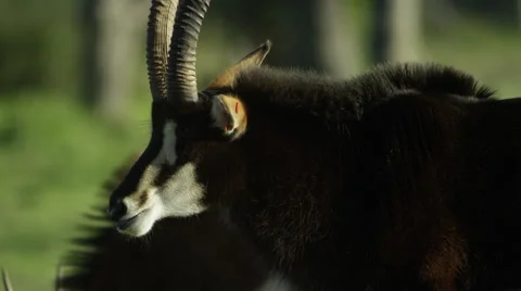 6K R3D - Sable Antelope - large male, head from side. Africa antelope 4K ultrahd Stock Footage 54882853