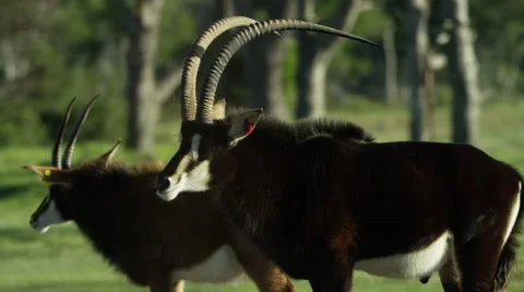 6K R3D - Sable Antelope - large male and female from side. Africa animal 4K Stock Footage 54883560