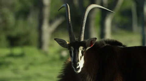6K R3D - Sable Antelope - large male, head facing camera, turns. Africa 4K uhd Stock Footage 54884000