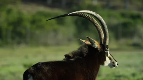 6K R3D - Sable Antelope - large male calling herd. Africa mammal nature 4K Stock Footage 54885222