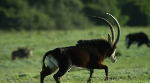 6K R3D - Sable Antelope - large male gets fright and runs away. Africa flee 4K Stock Footage 54885693