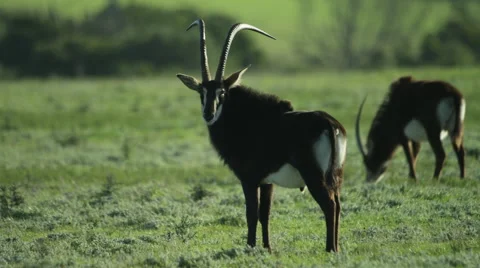 6K R3D - Sable Antelope - large male standing in green field looking toward cam Stock Footage 54885747