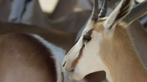 6K R3D - Springbok - close up of face from side, chewing. Africa 4K uhd safari Stock Footage 54698132