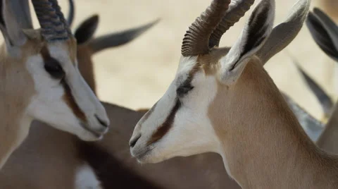 6K R3D - Springbok - close up of face from side. Africa 4K uhd ultrahd nature Stock Footage 54699810
