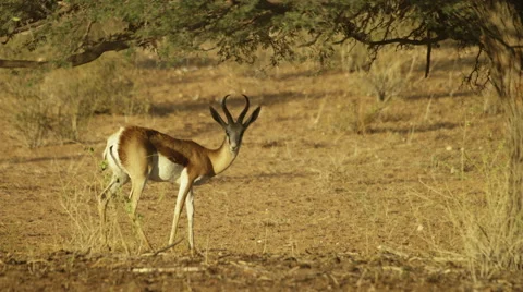6K R3D - Springbok - grazing under tree. Africa antelope 4K uhd ultrahd nature Stock Footage 54714726