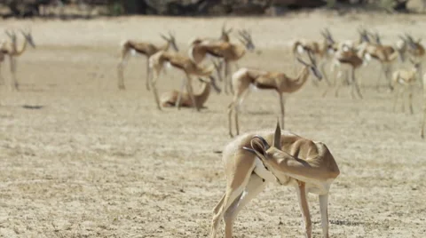 6K R3D - Springbok - herd with buck in foreground licking itself. Africa 4K uhd Stock Footage 54696547