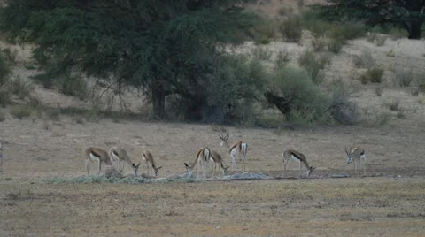 6K R3D - Springbok - herd drinking at waterhole. Africa safari 4K uhd ultrahd Stock Footage 54693762