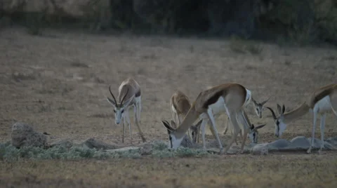 6K R3D - Springbok - herd drinking at waterhole, young run in. Africa 4K Stock Footage 54693882