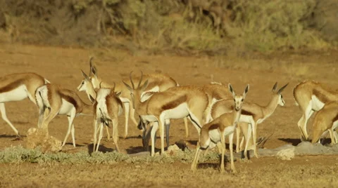 6K R3D - Springbok - herd drinking at waterhole. Africa safari 4K uhd ultrahd Stock Footage 54714693