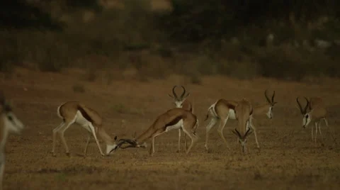6K R3D - Springbok - herd with two pairs fighting. Africa 4K uhd nature battle Stock Footage 54715062