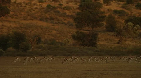 6K R3D - Springbok - herd wide, golden light. Scenic africa uhd 4K nature safari Stock Footage 54715142