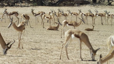 6K R3D - Springbok - large herd, grazing, resting. Africa 4K uhd ultrahd safari Stock Footage 54696067