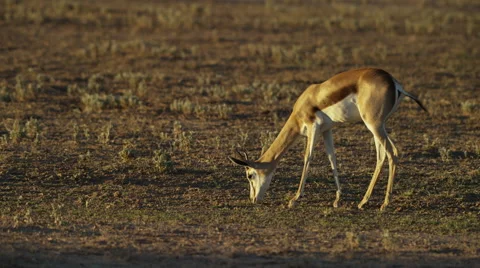 6K R3D - Springbok - lone buck grazing. Africa african 4K uhd ultrahd nature Stock Footage 54685756