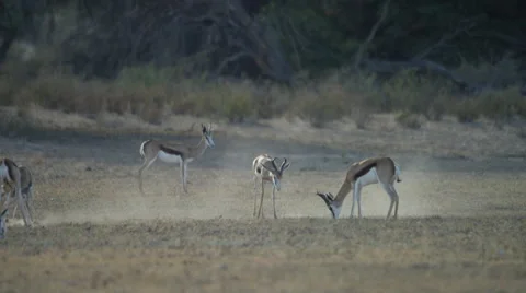 6K R3D - Springbok - males acting aggressively. Africa fight animal 4K uhd Stock Footage 54694096
