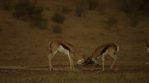 6K R3D - Springbok - pair fighting, one backs off. Africa fight 4K uhd ultrahd Stock Footage 54715089