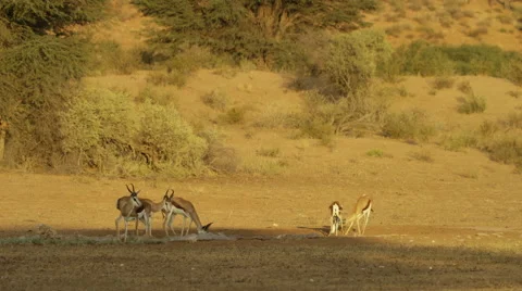 6K R3D - Springbok - play fighting at waterhole. Africa antelope fight 4K uhd Stock Footage 54714923