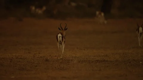 6K R3D - Springbok - walking away tail swinging. Africa 4K uhd ultrahd safari Stock Footage 54715243