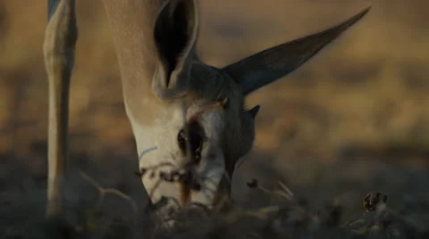 6K R3D - Springbok - young buck grazing, close of head. Africa 4K uhd ultrahd Stock Footage 54687495
