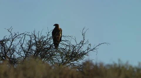 6K R3D - Tawny Eagle - sitting on thorn tree. Africa raptor bird of prey 4k uhd Stock Footage 54761639