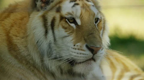 6K R3D - Tiger - face from side, close up. Cat 4K uhd ultrahd big graceful Stock Footage 54821738