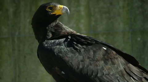 6K R3D - Verreaux's Eagle or Black Eagle - looking around. Raptor 4K uhd Stock Footage 54887957