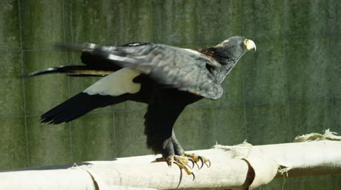 6K R3D - Verreaux's Eagle or Black Eagle - turns then flies away. Fly 4K uhd Stock Footage 54888890