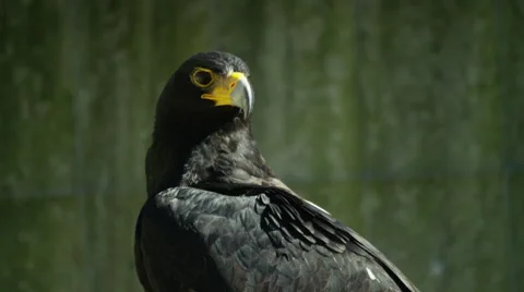 6K R3D - Verreaux's Eagle or Black Eagle - looking around 2. Africa 4K ultrahd Stock Footage 54888968